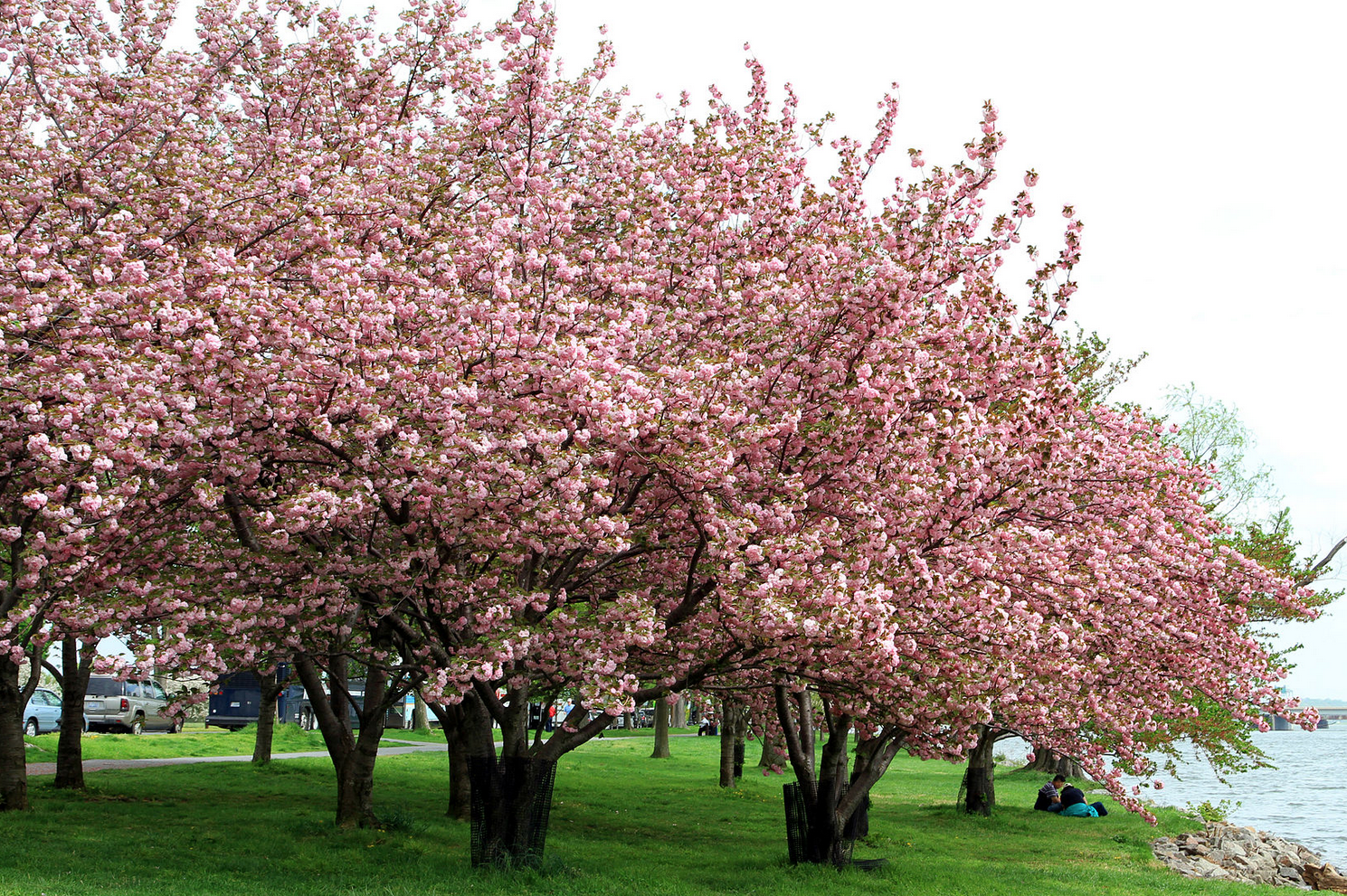 International Cherry Blossom Festival in Macon, Love what you